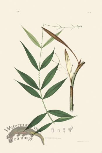 Rodrigues Palm Front 027